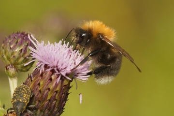 Tree Bumblebee at Castle Espie: A Sign of Changing Times